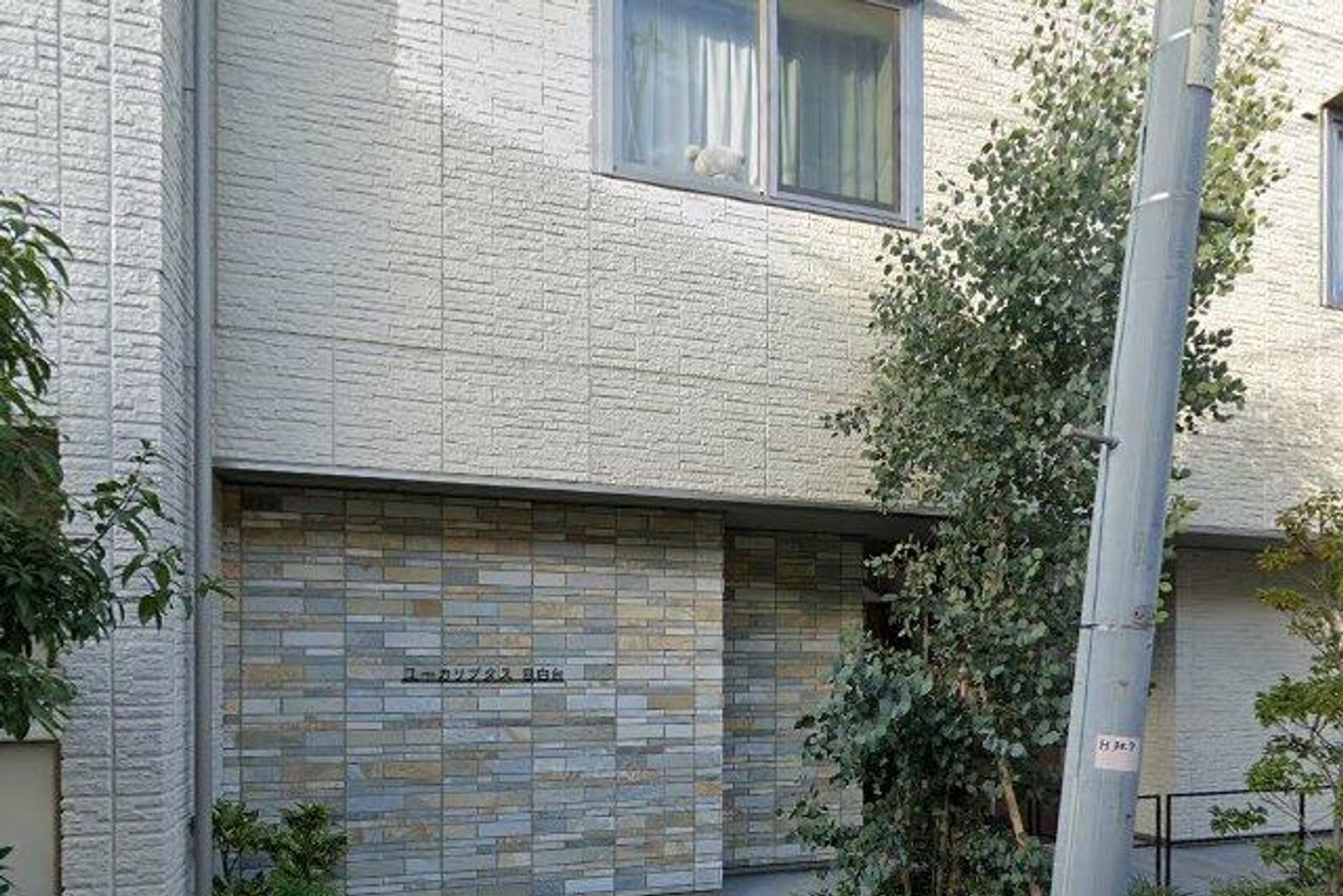 ユーカリプタス目白台